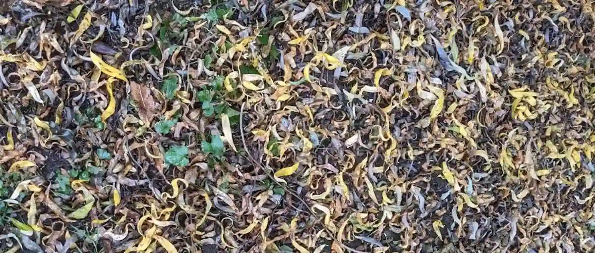 Long green and yellow leaves on the ground.