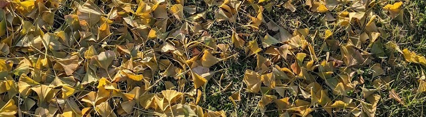 Yellow leaves in green grass