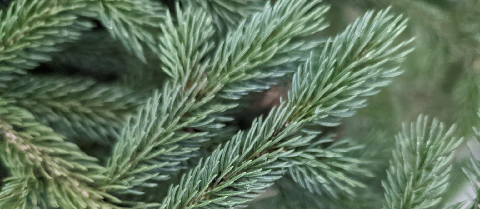 A close up of pine needles growing on a tree