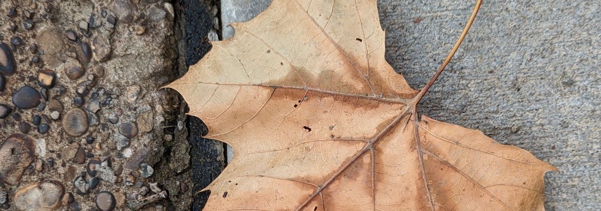 A leaf on concrete