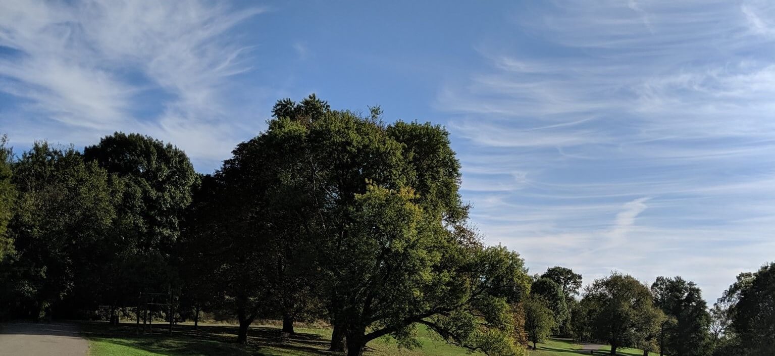 Blue skies over green trees in the park
