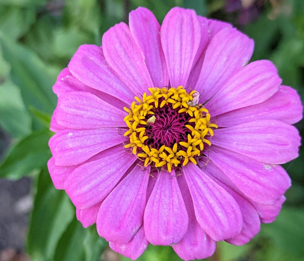 A circular pink flower, with yellow in the center