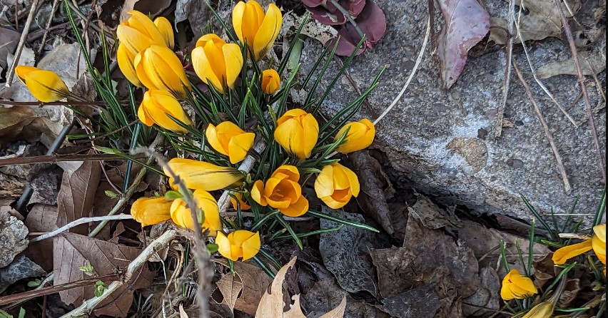 Yellow flowers blooming in a pile of dry leaves