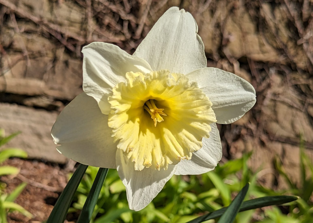 Super close up of a white and yellow daffodil