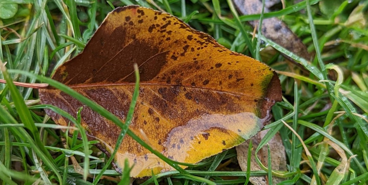 A yellowing leaf, in wet grass.