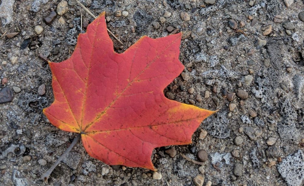 A red leaf on concrete