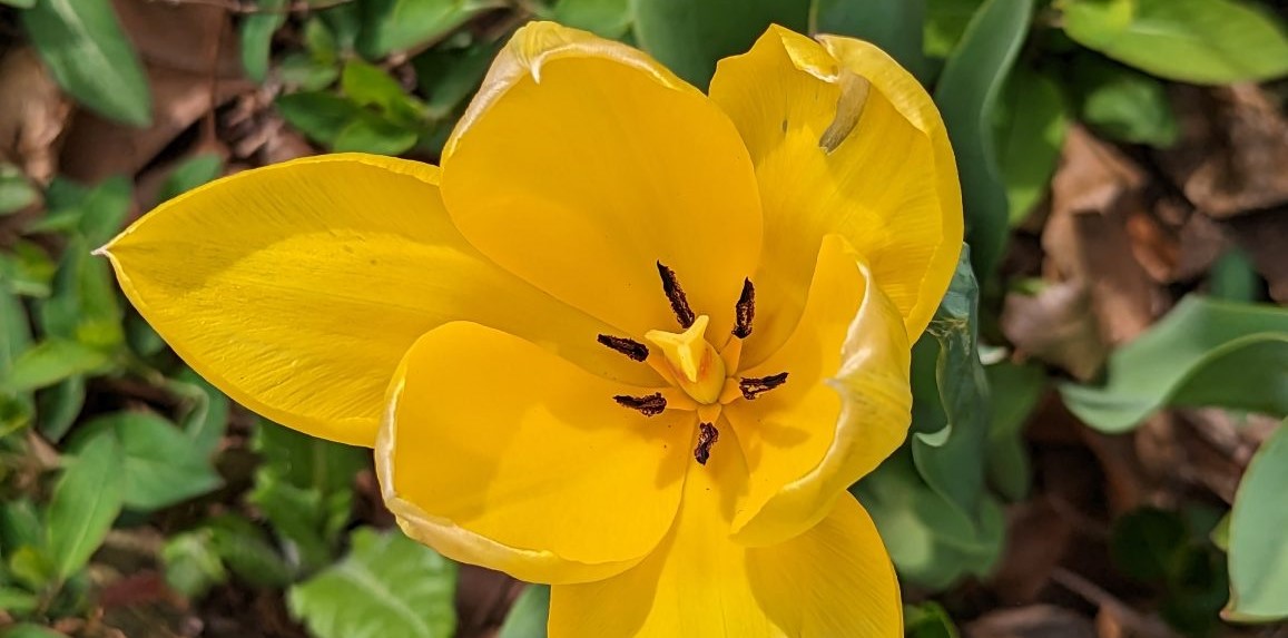 Close up of a yellow tulip in bloom.