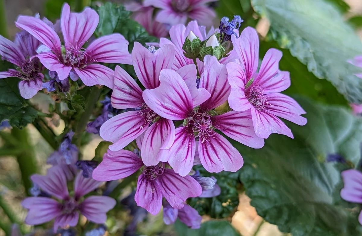 Small, purple flowers, close up.